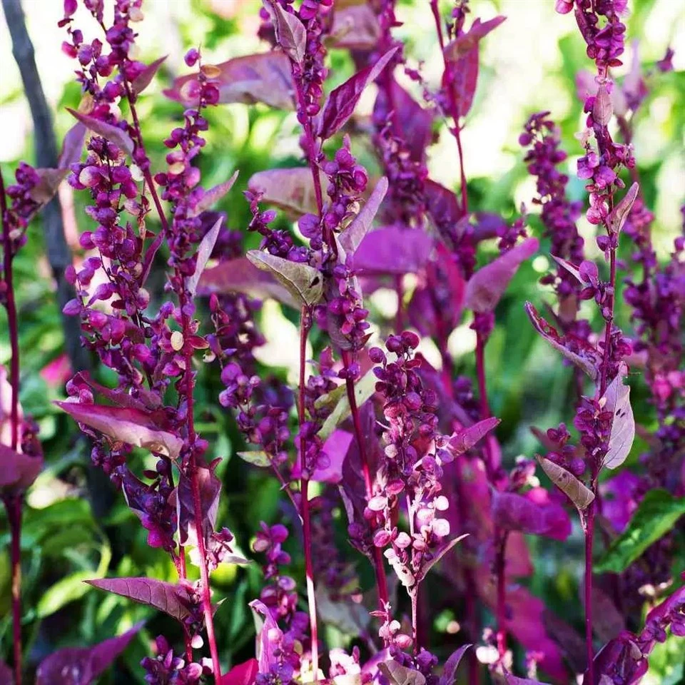 دانه های هرتنسی Atriplex