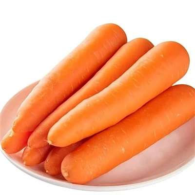 آفت دانه هویج